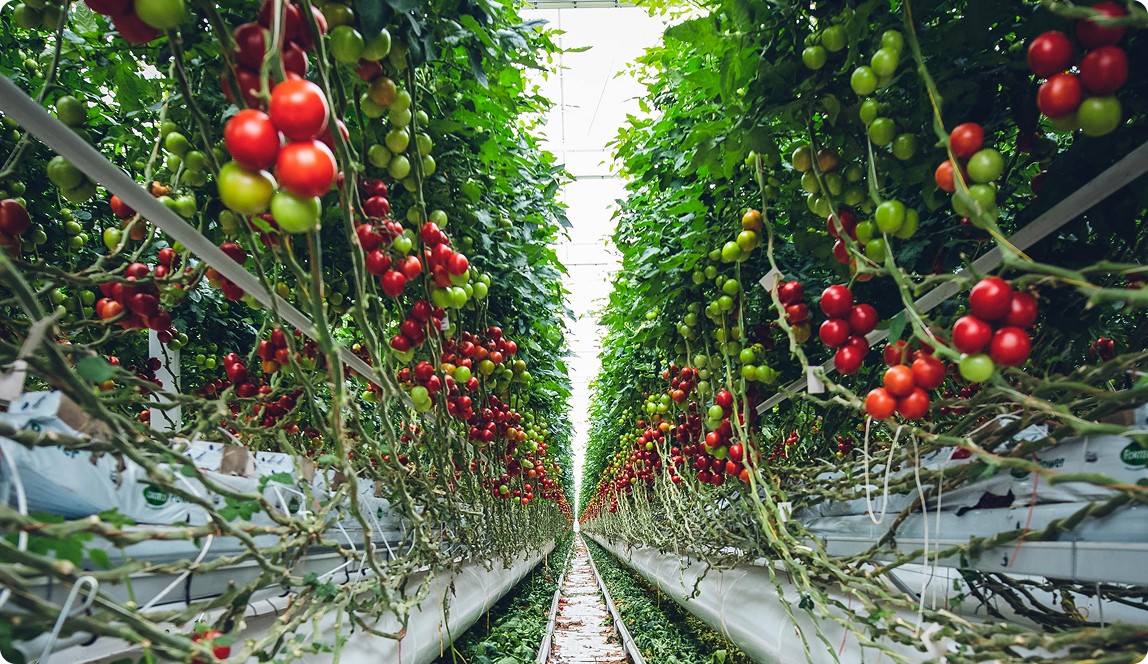 Organic Farming vs Conventional Farming