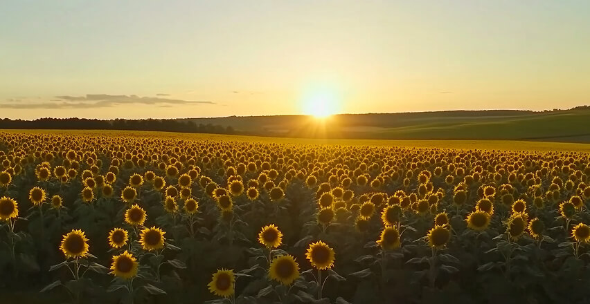 Sunrise Orchard