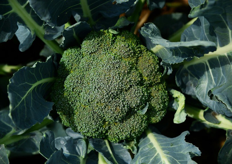 Fresh Broccoli