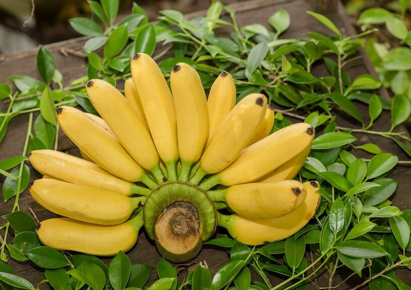 Organic Bananas
